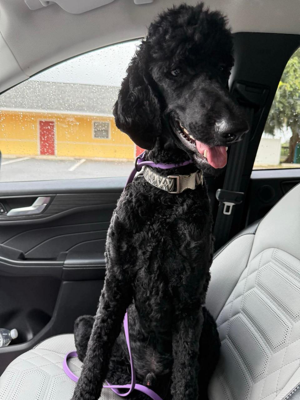 Jack Sparrow, Mini Poodle