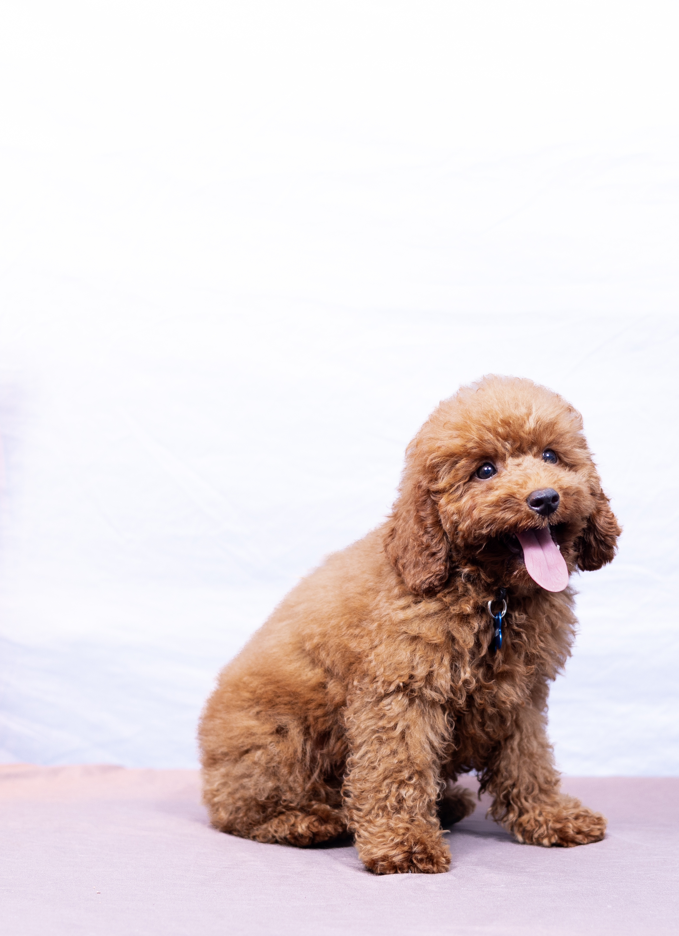 Anakin Skywalker, black Mini Poodle
