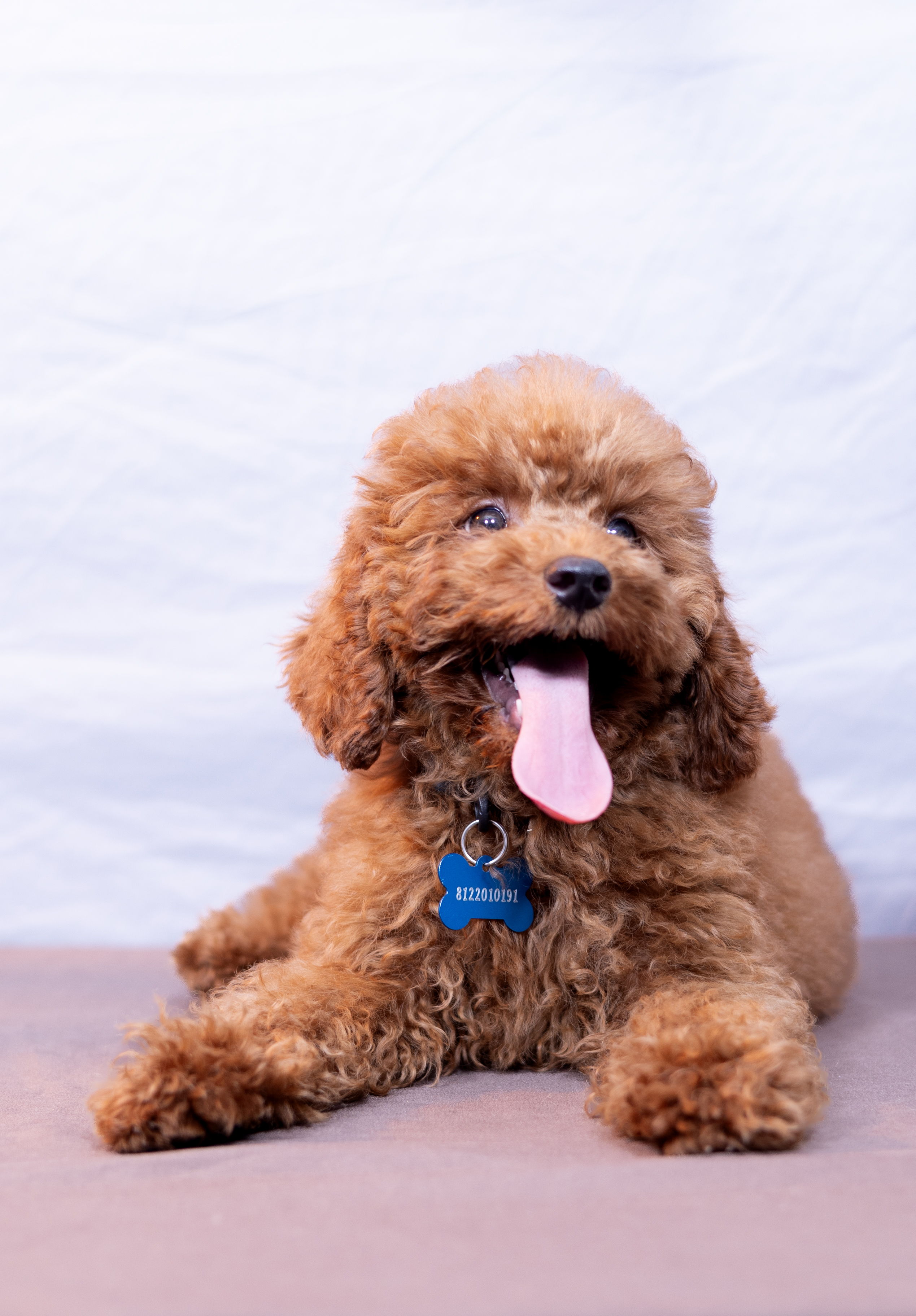 Anakin Skywalker, black Mini Poodle