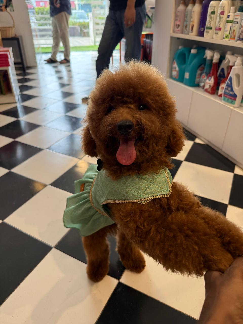 Bo-Katan Kryze, Mini Poodle