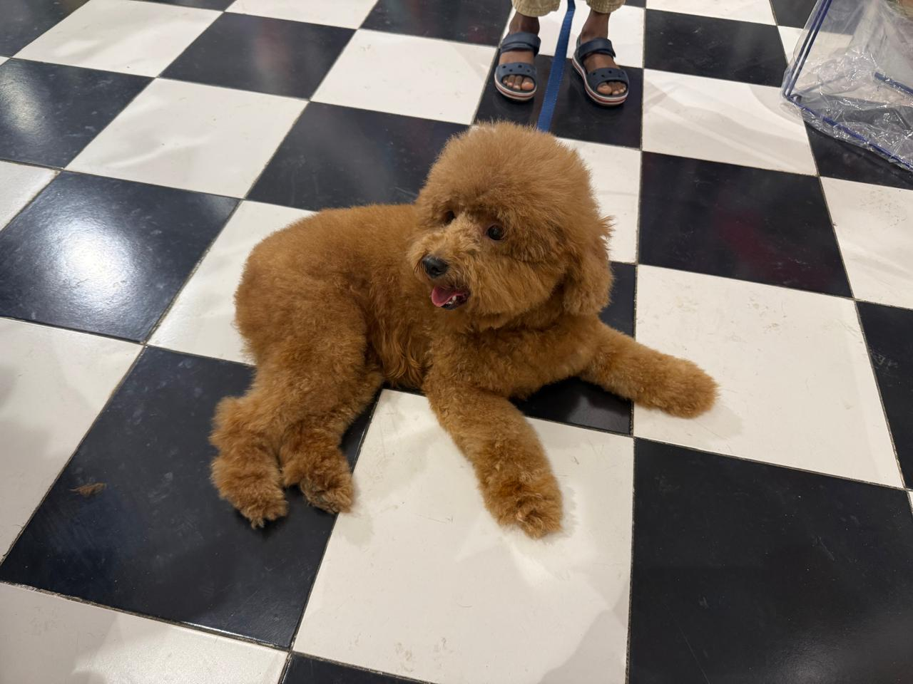 Hera Syndulla, Mini Poodle