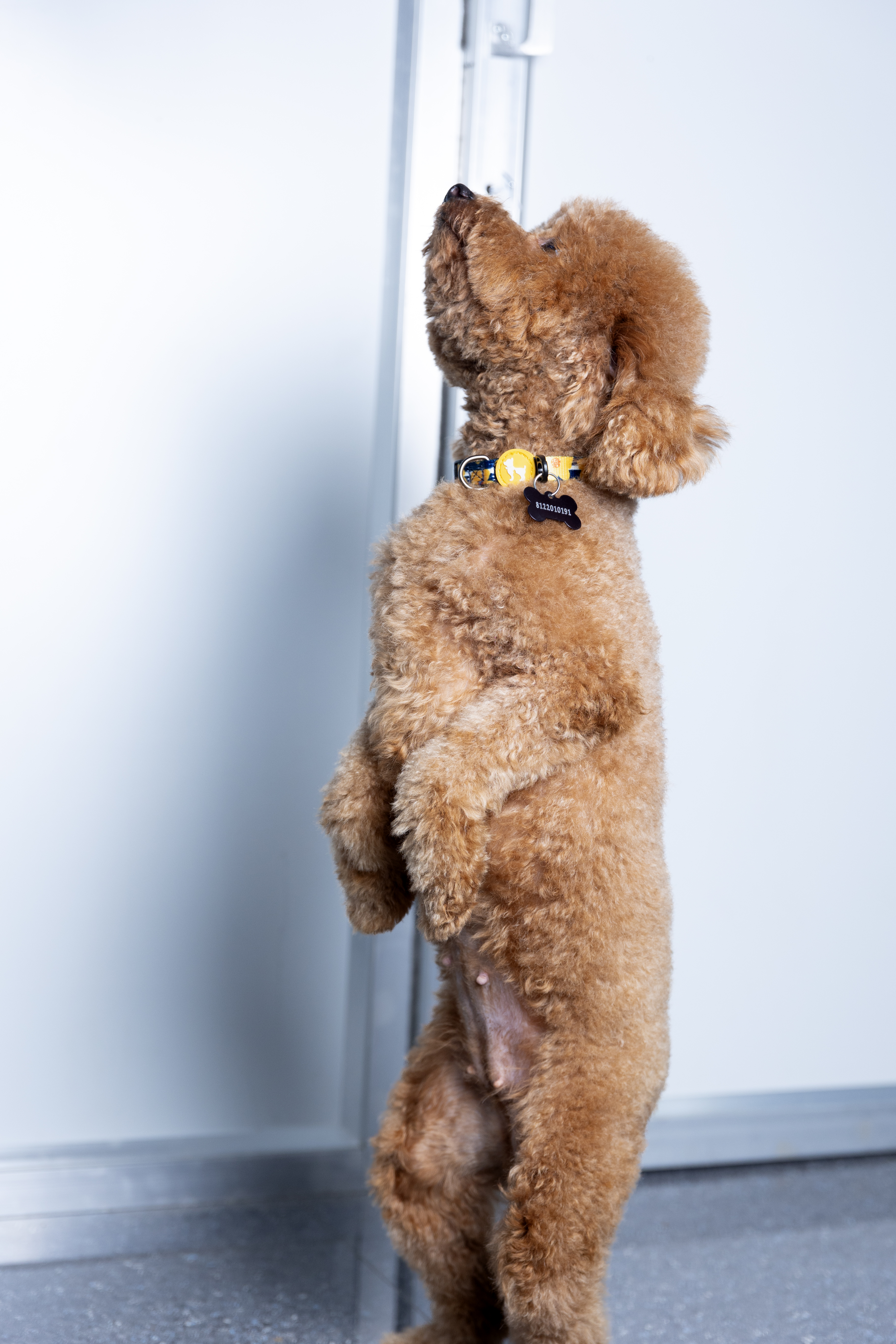 Princess Leia, cream Mini Poodle