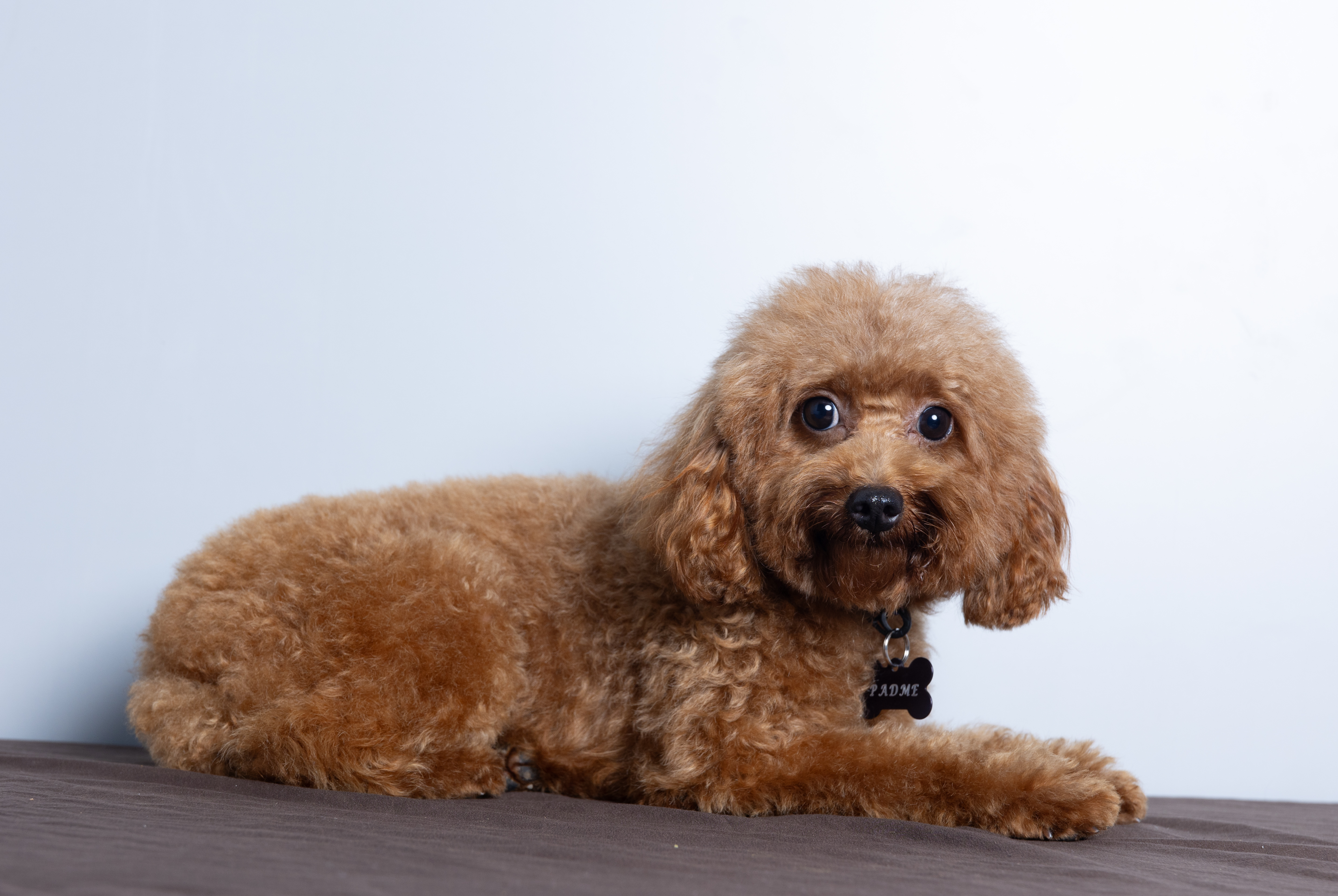 Padmé Amidala, Mini Poodle