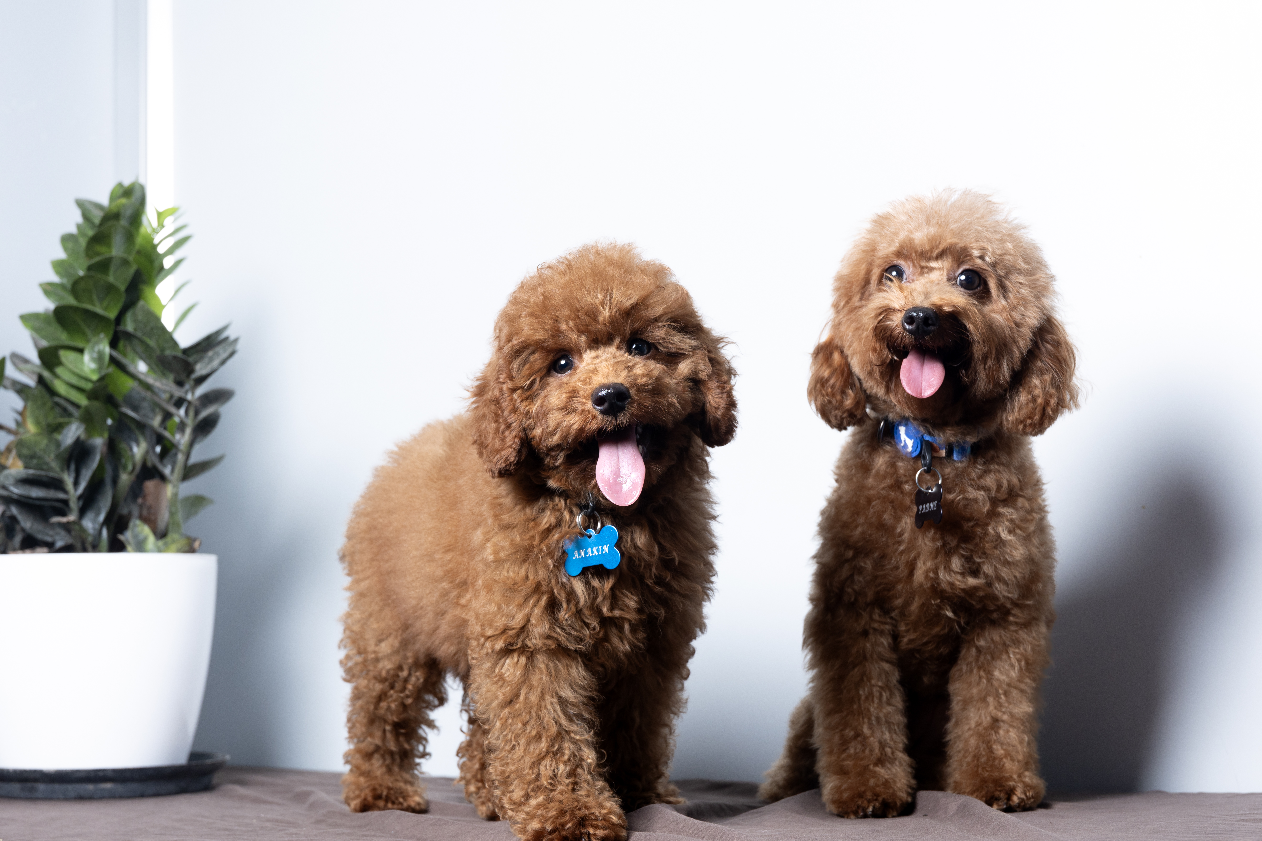 Padmé Amidala, Mini Poodle