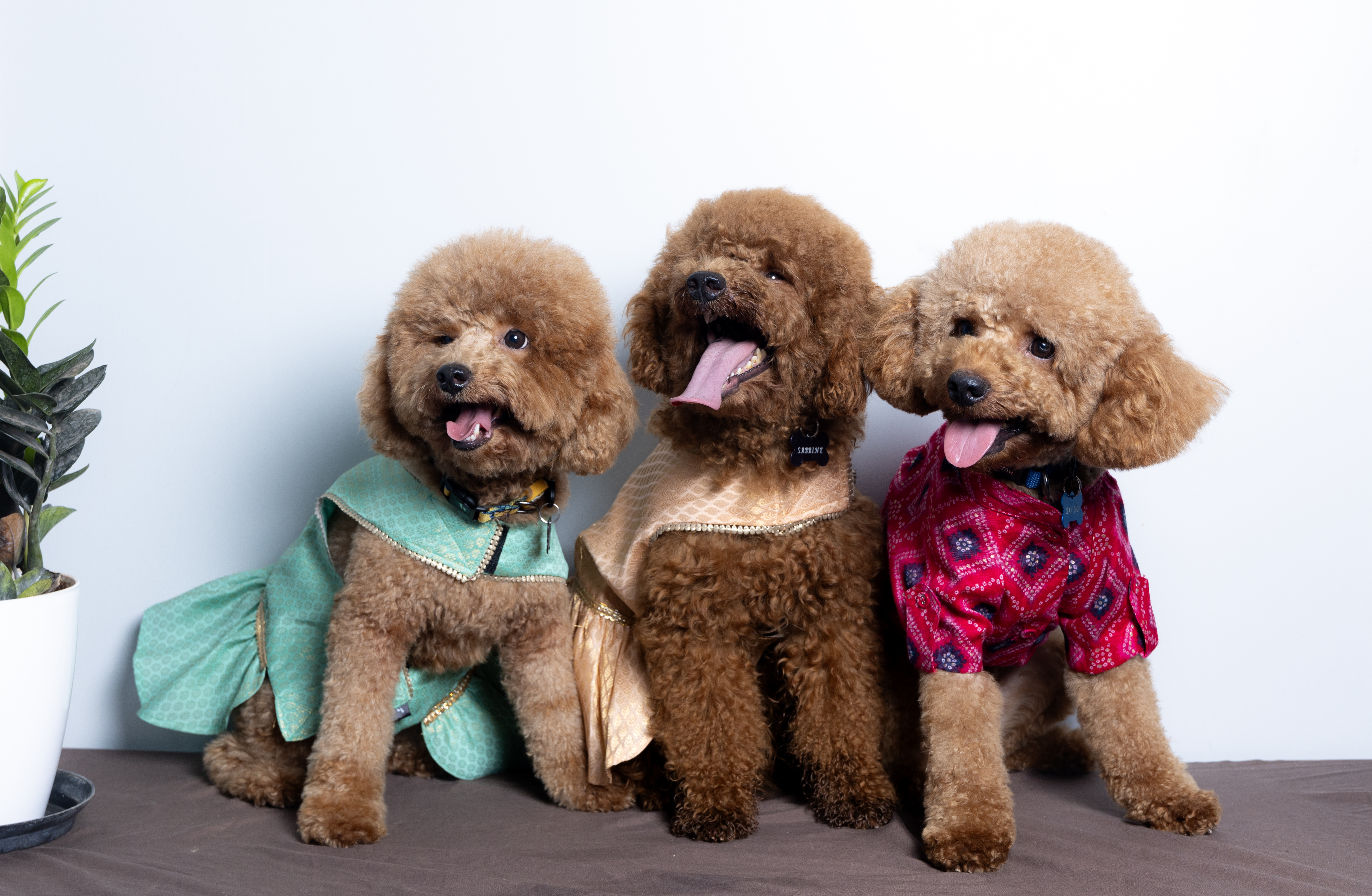 Sabine Wren, Mini Poodle