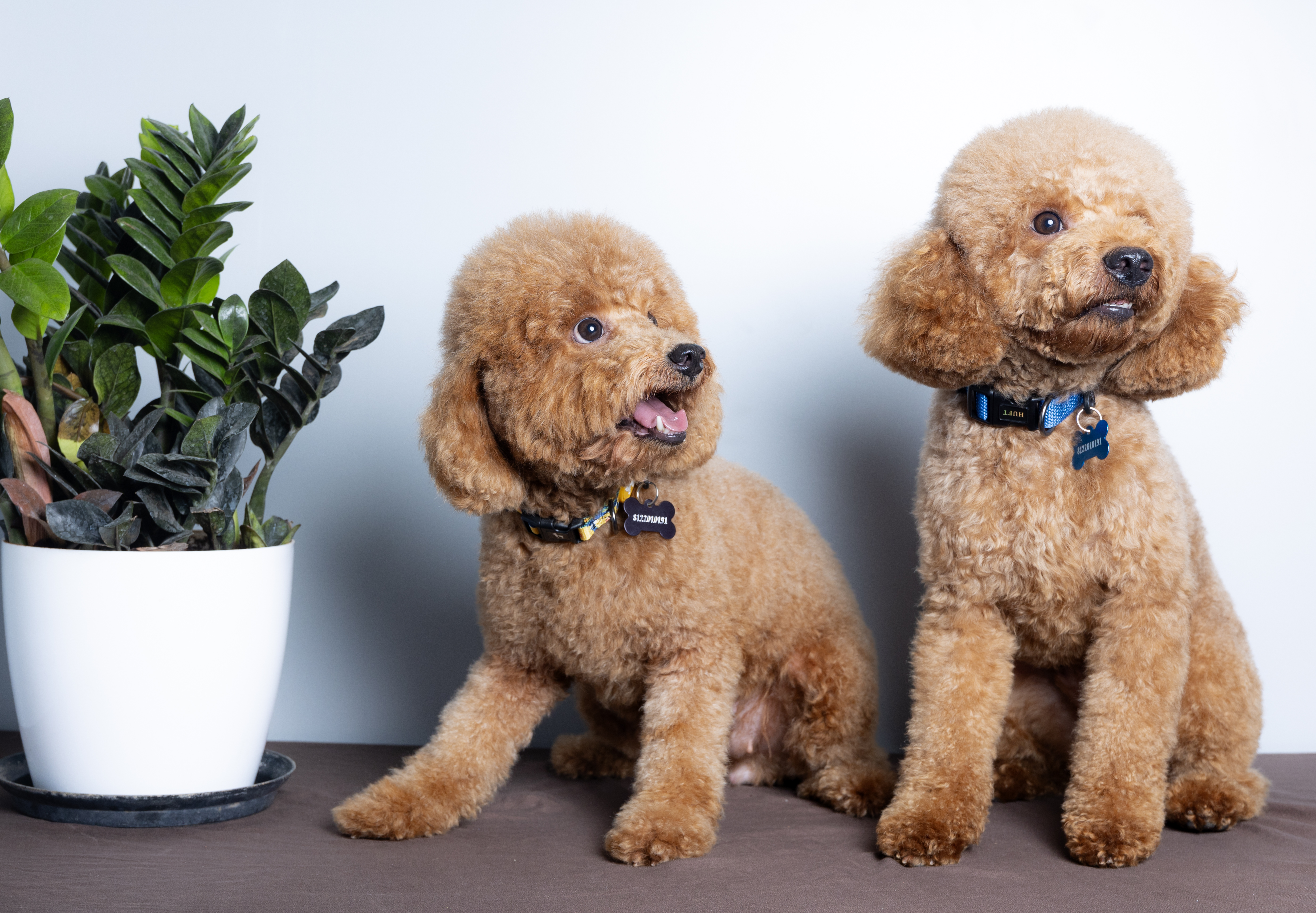 Solo and Leia together, Mini Poodles