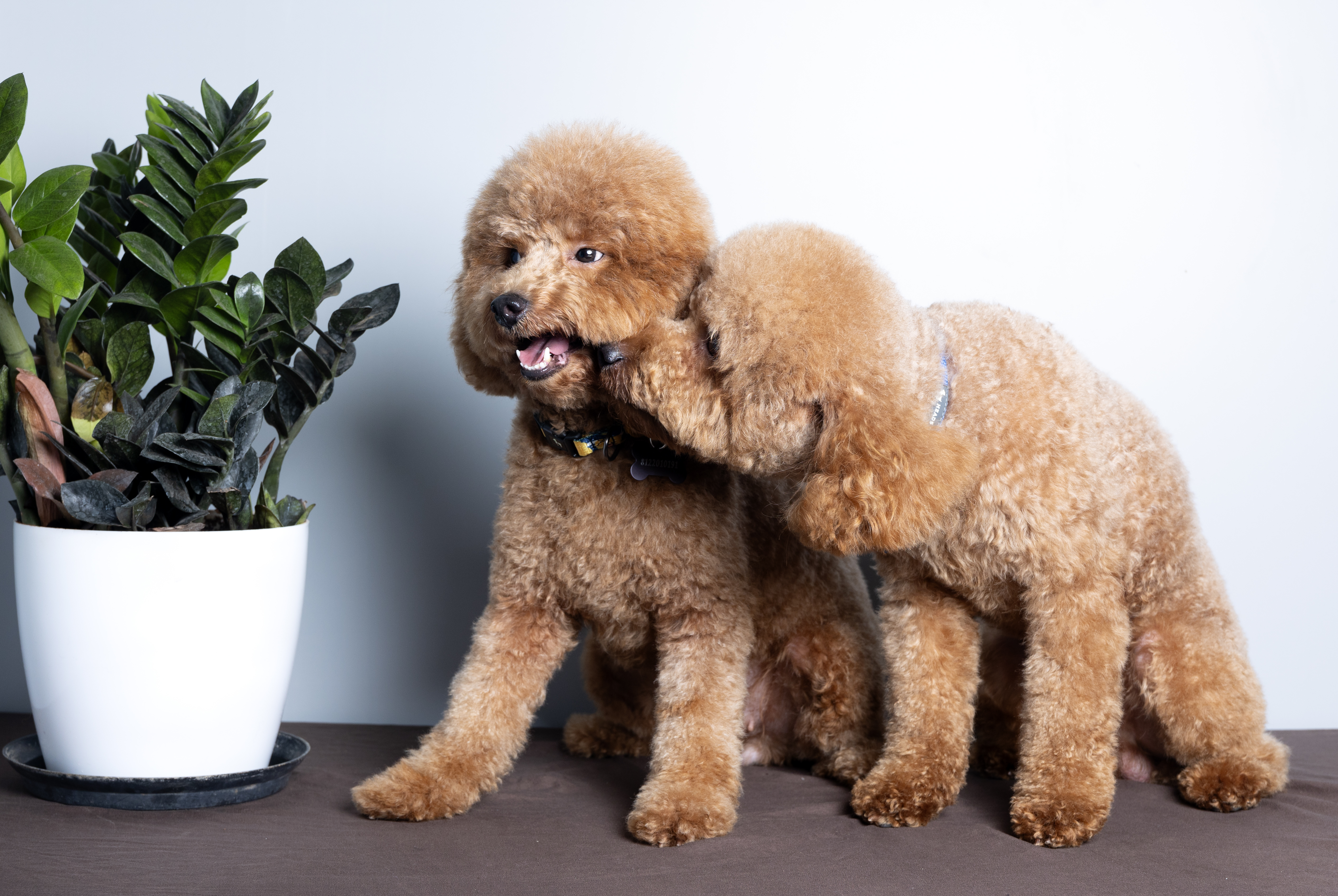 Solo and Leia together, Mini Poodles