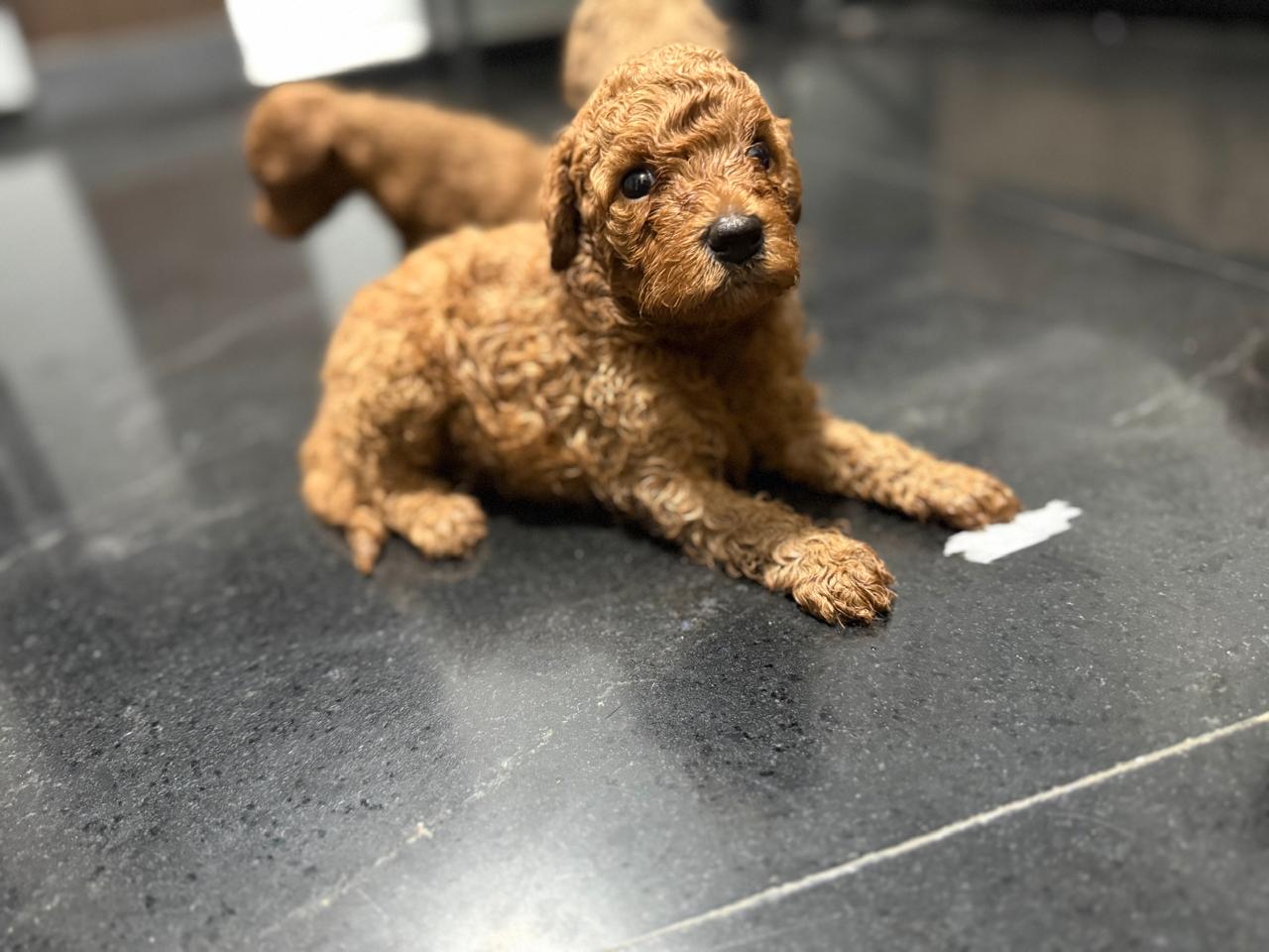 Male 1 - 4 week old red Mini Poodle puppy available for sale